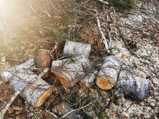 Poster - High angle shot of cut wooden logs in the forest