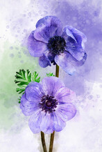 Watercolor Painting Of Two Blue Anemone Flowers. Botanical Illustration.