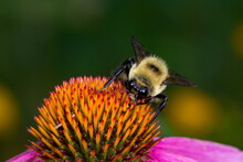 Bumble Bee Feeding On Nectar From Purple Coneflower Wildflower. Concept Of Insect And Wildlife Conservation, Habitat Preservation, And Backyard Flower Garden