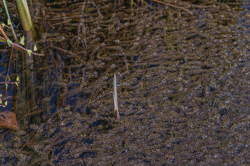 a tiny shimering dragonfly on the surface of a small pond