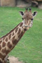 Sticker - Vertical shot of a giraffe head in a zoo