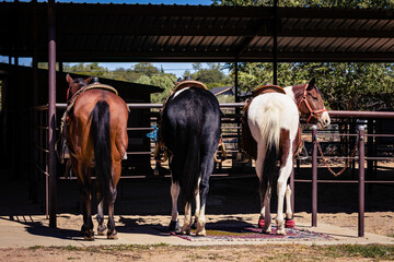 back of horses