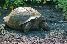 Galapagos Giant Tortoise At Urbina Bay, Isabela Island, Galapagos, Ecuador