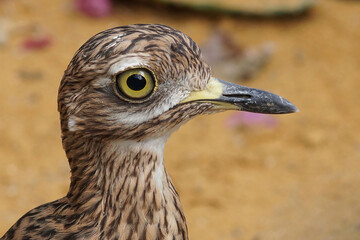 closeup shot of the cape thick-knee spotted dikkop, spotted thick-knee, burhinus capensis