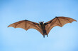 Flying bats on blue sky background (Lyle's flying fox)