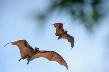 Wall Mural - Flying bats on blue sky background (Lyle's flying fox)