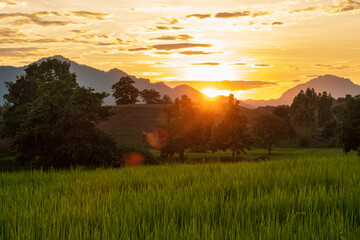 Wall Mural - Green paddy fields at sunset and with trees and mountains in rural Thailand.