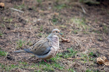 The Mourning Dove (Zenaida Macroura) Also Known As The American Mourning Dove, The Rain Dove, And Colloquially As The Turtle Dove, And Was Once Known As The Carolina Pigeon And Carolina Turtledove
