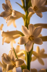 Canvas Print - Closeup shot of a beautiful tuberose flower isolated on a blue background