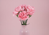 Fototapeta  - pink carnation isolated in pink background