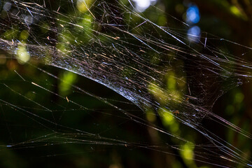 spider web in the forest