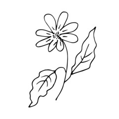 Flower with leaves. Sketch, vector linear drawing.