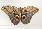 Closeup shot of an owl butterfly isolated on white background