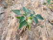 Top view of Datura innoxia green fruit also known as Datura wrightii or sacred datura
