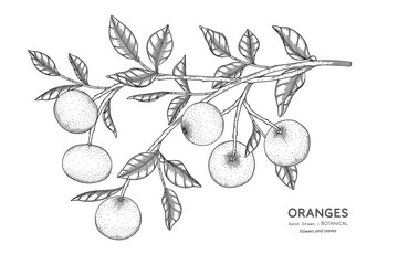 Wall Mural - Oranges fruit hand drawn botanical illustration with line art.