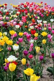 Fototapeta Tulipany - 日本の観光地の美しいチューリップガーデン