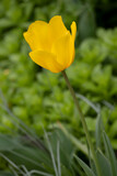 Fototapeta Tulipany - 春のチューリップ	