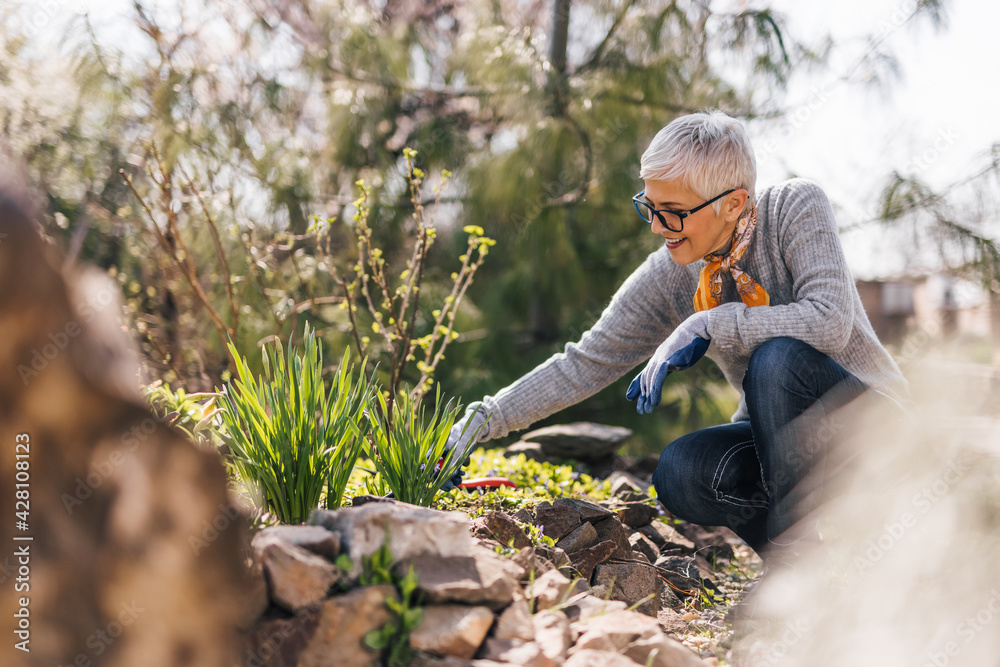 Retired senior woman gardening. Pulling the weeds and edge garden beds ...