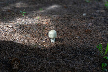One White Toadstool Mushroom On The Ground