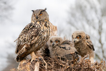 Mother And Two Beautiful, Juvenile European Eagle Owl (Bubo Bubo) In The Nest In The Netherlands. Wild Bird Of Prey With Brown Feathers And Large Orange Eyes.