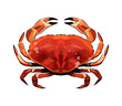Red crab from a splash of watercolor, colored drawing, realistic. Vector illustration of paints
