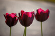 Purpurfarbene Tulpen im Gegenlicht