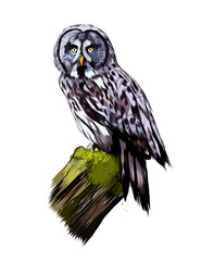 Fototapete - Long-eared Owl, Eagle owl from a splash of watercolor, colored drawing, realistic. Vector illustration of paints