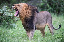 Male Lion Yawning