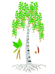 Wall Mural - an illustration showing parts of a birch tree on white background.