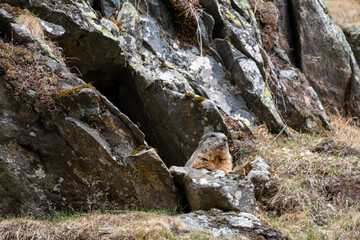 a marmot to his cave in the mountains 