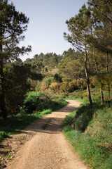 Wall Mural - dirt road in the mountains. road between the trees. motivation for travel