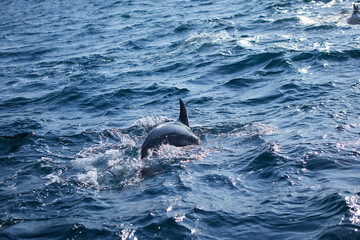 dolphin in the sea