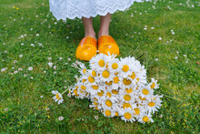 Bouquet Beautiful White Daisies In Summer Garden. Chamomiles In Green Grass. Women Wearing In White Dress And Traditional Dutch Wooden Shoes - Yellow Clogs Klompen On Background Bouquet Of Flowers
