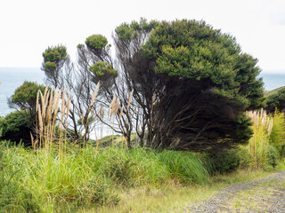 Sticker - manuka tree at rural gravel road