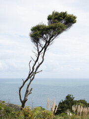 Sticker - manuka tree branches with cloudy sky in background