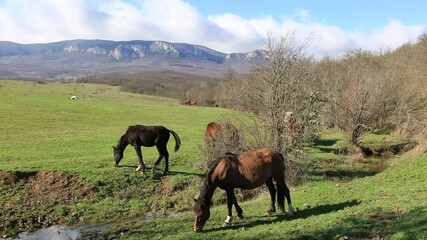 Wall Mural - horses grazing in a meadow in a mountain valley