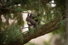 Closeup Of A Fox Squirrel On An Evergreen Tree Branch Looking Around