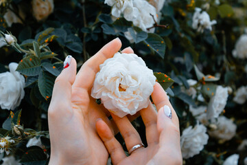 the girl among the rose bushes