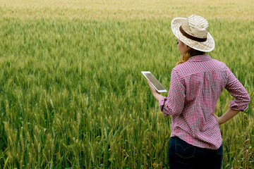 Rear view of Asian young woman farmer standing in Beauty wheat field in sunset. Using digital tablet. Modern internet communication quality checking survey technologies.