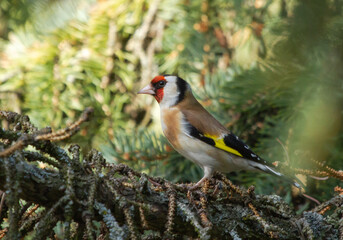 Wall Mural - European goldfinch (Carduelis carduelis) sitting on branch of fir tree.