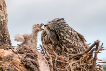 Mother And A Beautiful, Juvenile European Eagle Owl (Bubo Bubo) In The Nest In The Netherlands. Mother Feeding Baby. Wild Bird Of Prey With Brown Feathers And Large Orange Eyes.