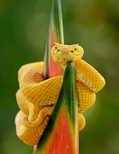Eyelash Pitviper Snake Coiled Around A Plant In Costa Rica