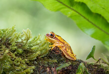 Hour Glass Frog On A Moss Covered Branch In Costa Rica