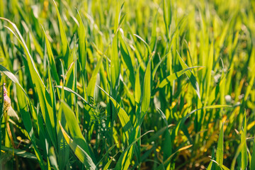 fresh thick green grass closeup. Abstract nature background