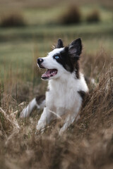 Border Collie sheep dog puppy 8 weeks old on a farm in South Wales