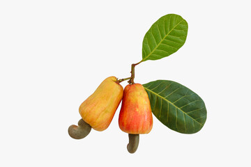 Two Cashews fruit ripe with leaf isolated on a white background.