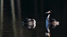 Great Crested Grebe Couple At The Courtship Swimming On The Lake, Spring, (podiceps Cristatus), Germany
