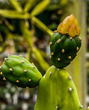 Cactus Flower #2