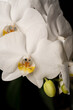 A white orchid on a dark background with drops of water