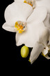 A white orchid on a dark background with drops of water